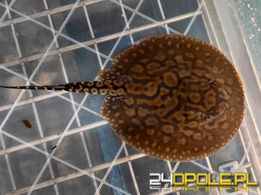 Cztery małe płaszczki przyszły na świat w opolskim zoo