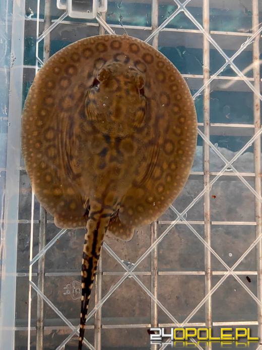 Cztery małe płaszczki przyszły na świat w opolskim zoo