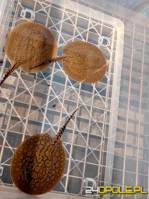 Cztery małe płaszczki przyszły na świat w opolskim zoo