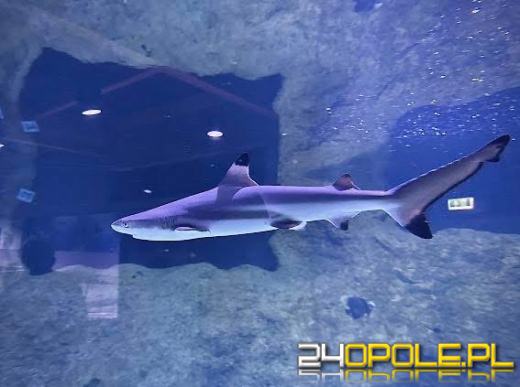 Nowi mieszkańcy Zoo Opole: czarnopłetwe żarłacze rafowe już na miejscu