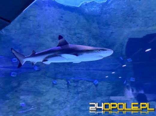 Nowi mieszkańcy Zoo Opole: czarnopłetwe żarłacze rafowe już na miejscu