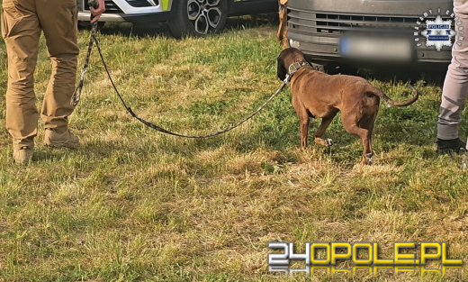 Nowe informacje na temat poszukiwań i odnalezienia 11-latki (WIDEO)