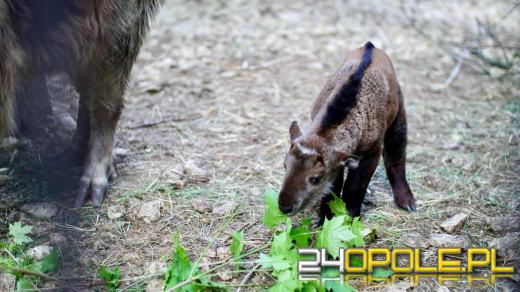 Nowa mieszkanka Zoo Opole czeka na imię! Ty możesz jej je nadać