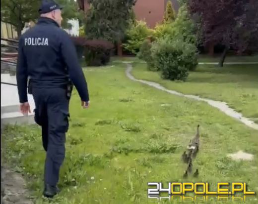 Kacza rodzinka bezpiecznie eskortowana przez namysłowską policję