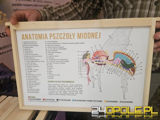 Opolski Festiwal Pszczelarski: miód, pyłek, miody smakowe i regionalne specjały