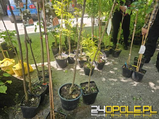 Opolski Festiwal Pszczelarski: miód, pyłek, miody smakowe i regionalne specjały