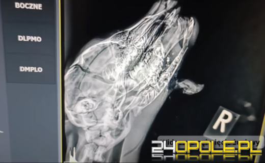 Sarnie maleństwo okaleczone przez kosiarkę - cudem uratowane