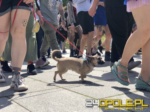 VII Marsz Równości przeszedł ulicami Opola