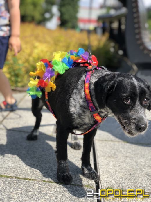 VII Marsz Równości przeszedł ulicami Opola