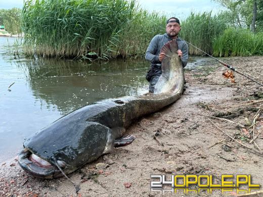 Wędkarska wyprawa marzeń - trzy gigantyczne sumy złowione w Odrze na początku sezonu