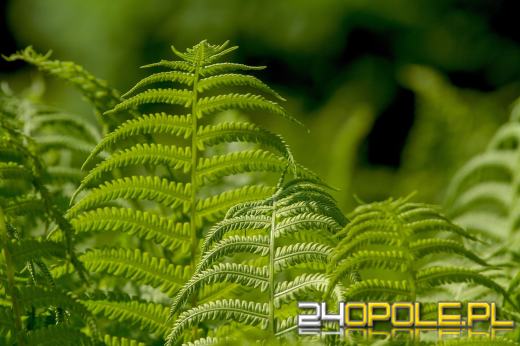 Paprocie pod lupą: ozdoba ogrodu czy zagrożenie dla zdrowia?