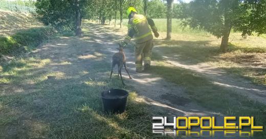 Sarna utknęła w kanale w oczyszczalni ścieków. Szybka akcja strażaków uratowała zwierzę