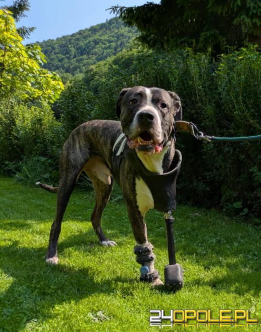 Rodzinny Zwierzopiknik 2025 trwa na Błoniach Politechniki Opolskiej