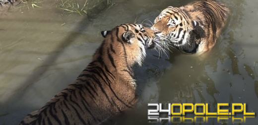 Odrus i Odris ruszą w świat. Europa już na nich czeka