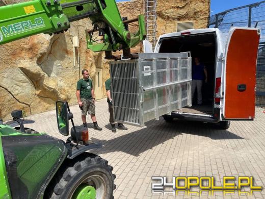 Tygrysie rodzeństwo z Opola Odraj i Odrus mają nowe domy w Europie