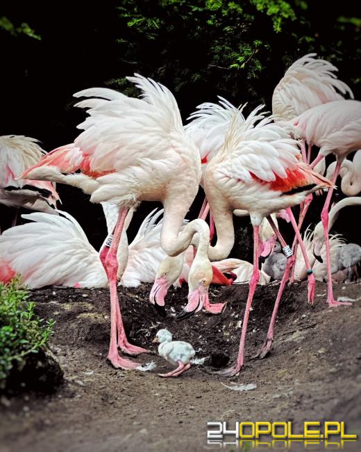 Flamingi w opolskim zoo doczekały się rekordowego przychówku