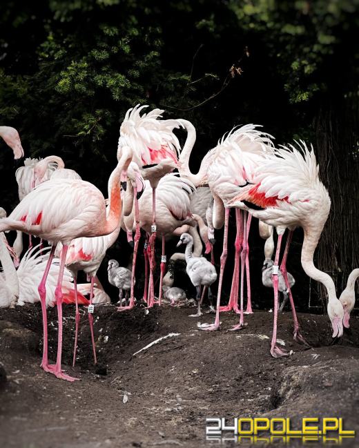 Flamingi w opolskim zoo doczekały się rekordowego przychówku