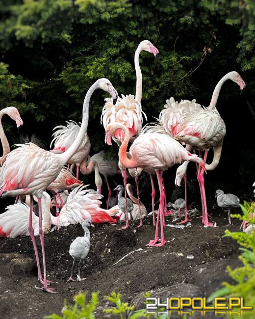 Flamingi w opolskim zoo doczekały się rekordowego przychówku