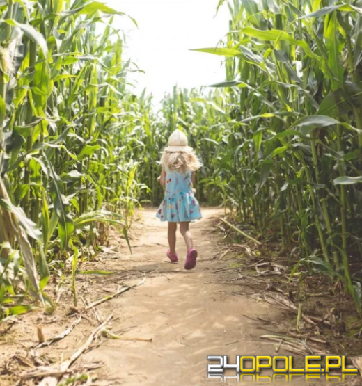 Niebezpieczna zabawa w chowanego - dziecko zaginęło na polu kukurydzy