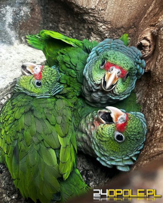 Rosną młode amazonki pąsowe w opolskim zoo. To rzadkość na skalę europejską