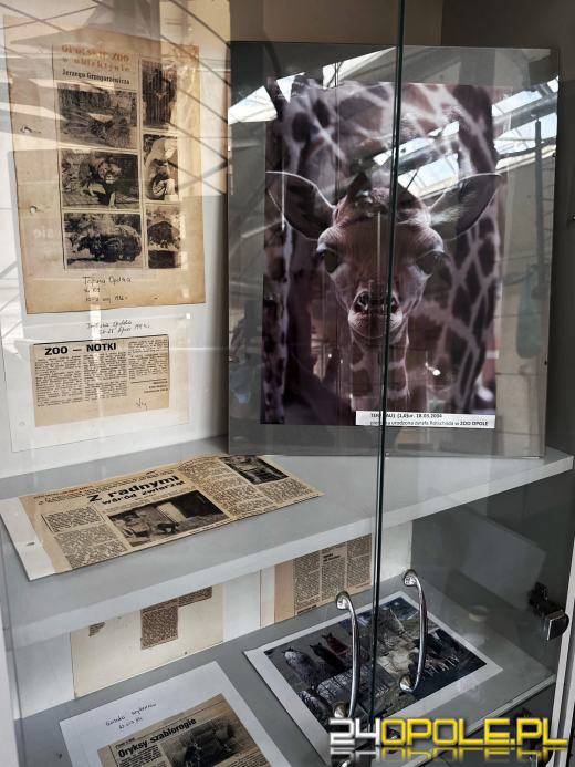 To już 72 lata! Opolski Ogród Zoologiczny świętuje urodziny