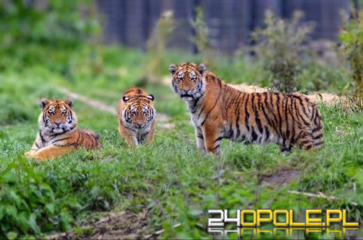 To już 72 lata! Opolski Ogród Zoologiczny świętuje urodziny