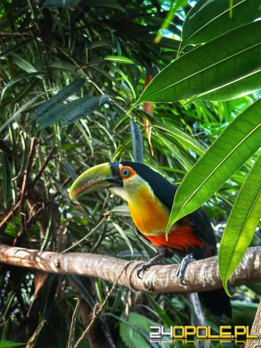 To już 72 lata! Opolski Ogród Zoologiczny świętuje urodziny