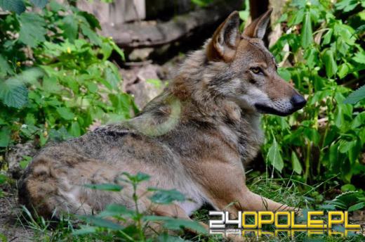 To już 72 lata! Opolski Ogród Zoologiczny świętuje urodziny