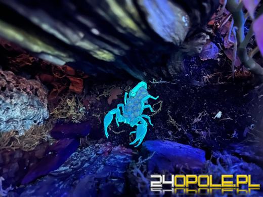 To już 72 lata! Opolski Ogród Zoologiczny świętuje urodziny