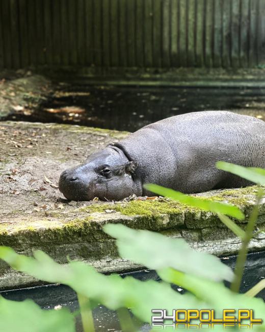 To już 72 lata! Opolski Ogród Zoologiczny świętuje urodziny