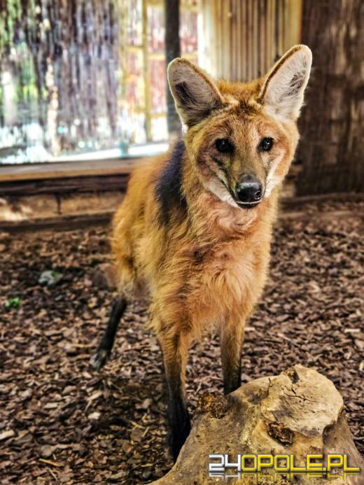 To już 72 lata! Opolski Ogród Zoologiczny świętuje urodziny