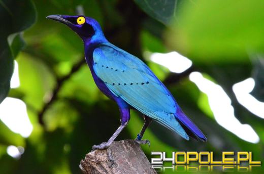 To już 72 lata! Opolski Ogród Zoologiczny świętuje urodziny