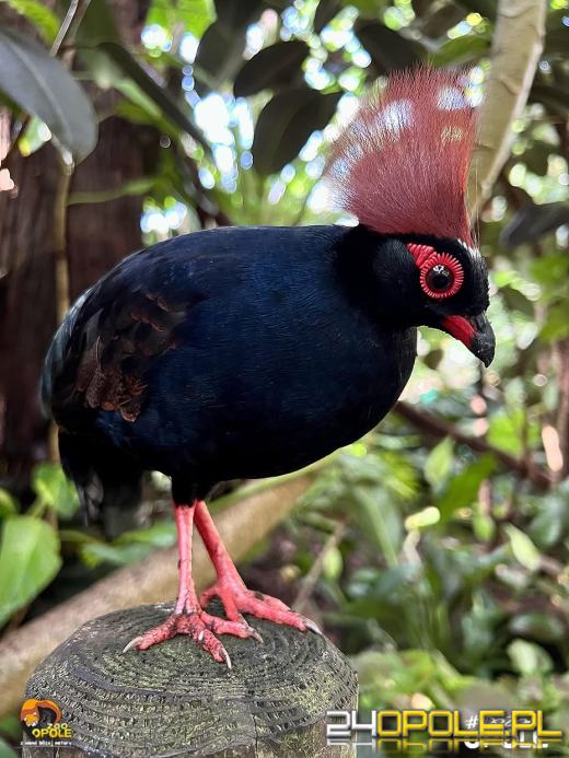 To już 72 lata! Opolski Ogród Zoologiczny świętuje urodziny