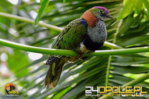 To już 72 lata! Opolski Ogród Zoologiczny świętuje urodziny