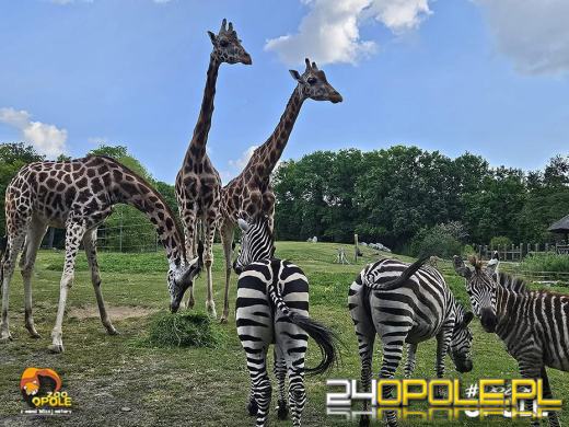 To już 72 lata! Opolski Ogród Zoologiczny świętuje urodziny