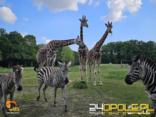 To już 72 lata! Opolski Ogród Zoologiczny świętuje urodziny