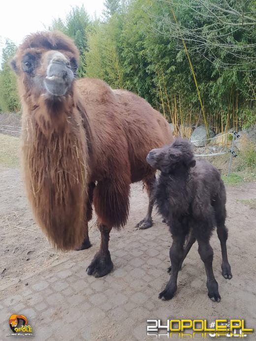 To już 72 lata! Opolski Ogród Zoologiczny świętuje urodziny
