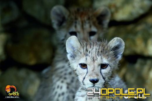 To już 72 lata! Opolski Ogród Zoologiczny świętuje urodziny