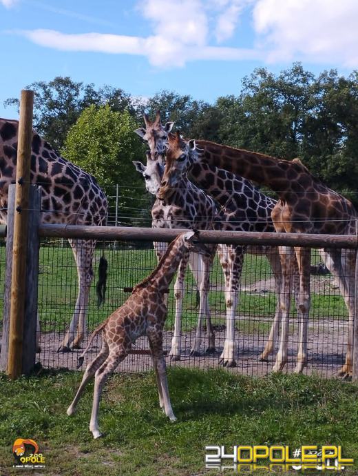 To już 72 lata! Opolski Ogród Zoologiczny świętuje urodziny