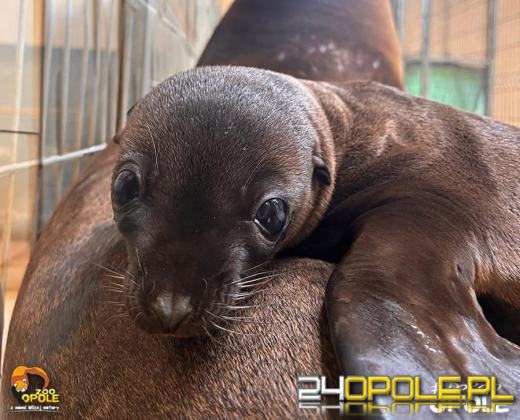 To już 72 lata! Opolski Ogród Zoologiczny świętuje urodziny