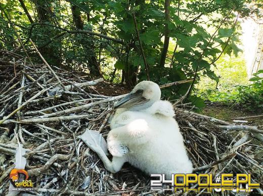 To już 72 lata! Opolski Ogród Zoologiczny świętuje urodziny