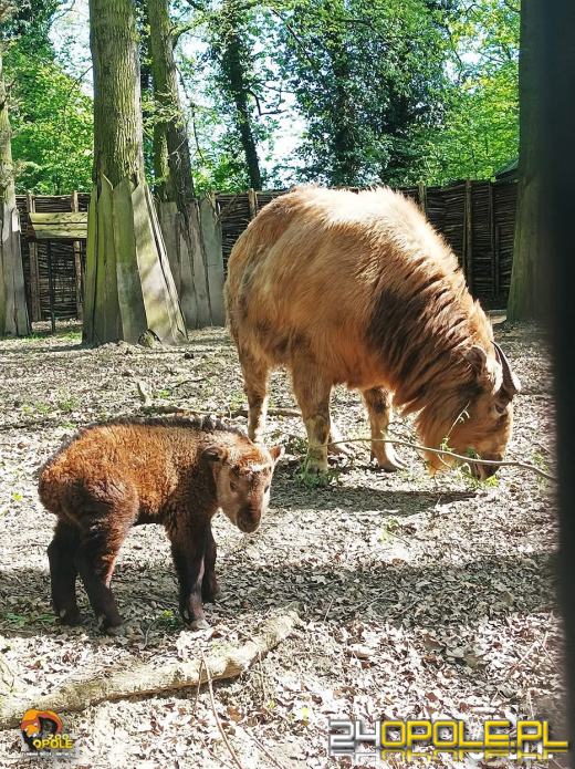 To już 72 lata! Opolski Ogród Zoologiczny świętuje urodziny