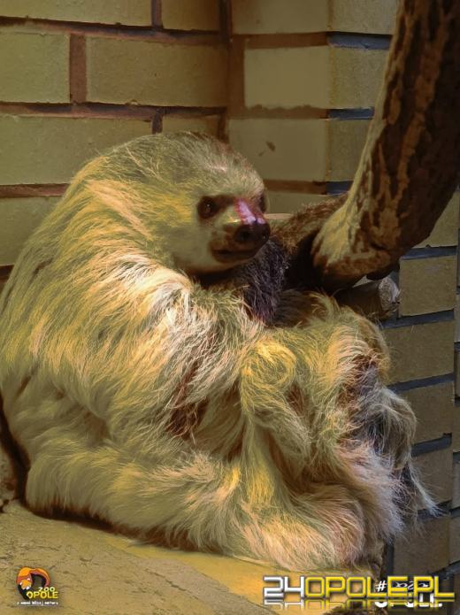 To już 72 lata! Opolski Ogród Zoologiczny świętuje urodziny