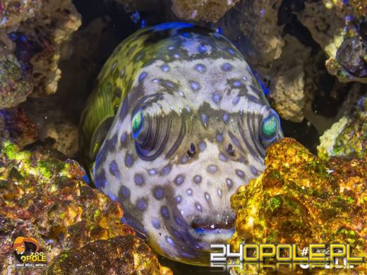 To już 72 lata! Opolski Ogród Zoologiczny świętuje urodziny