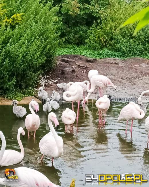 To już 72 lata! Opolski Ogród Zoologiczny świętuje urodziny