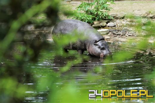 To już 72 lata! Opolski Ogród Zoologiczny świętuje urodziny