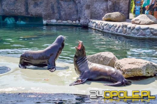 To już 72 lata! Opolski Ogród Zoologiczny świętuje urodziny