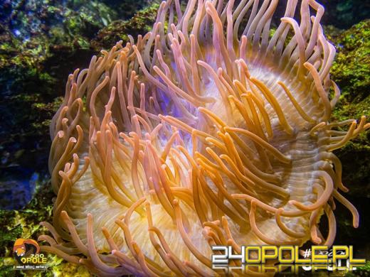 To już 72 lata! Opolski Ogród Zoologiczny świętuje urodziny