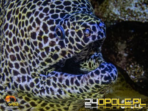 To już 72 lata! Opolski Ogród Zoologiczny świętuje urodziny