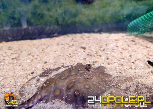 To już 72 lata! Opolski Ogród Zoologiczny świętuje urodziny